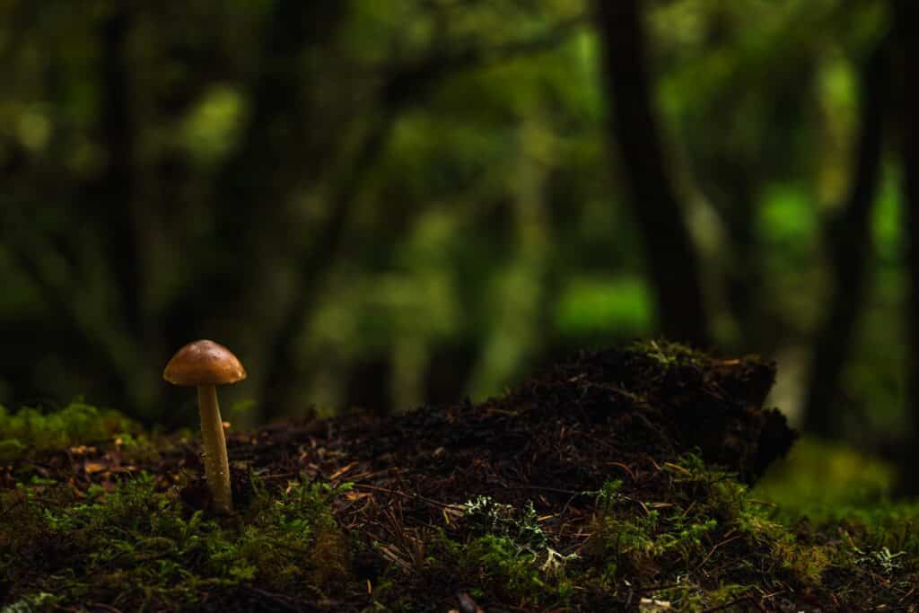 landschap-2